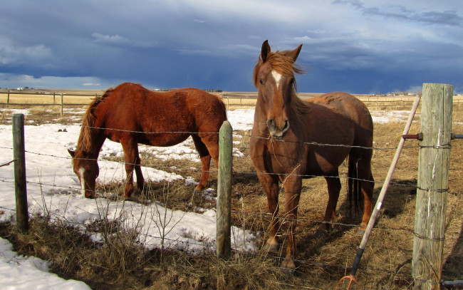 Обои картинки фото животные, лошади, кони, забор, поле