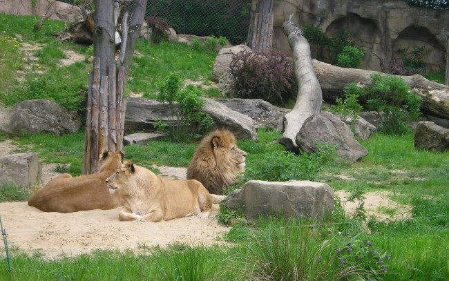 Обои картинки фото животные, львы, львицы, зоопарк, вольер, лев