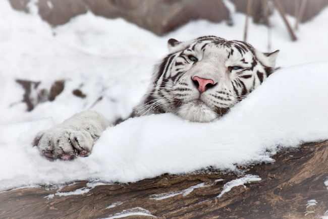 Обои картинки фото довольный, тигр, животные, тигры, морда, лежит, взгляд, снег, бревно, белый