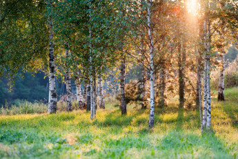 Картинка природа лес свет березы
