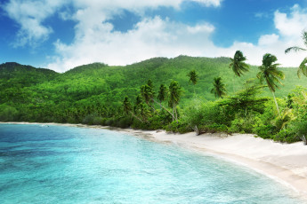 Картинка природа тропики побережье море деревья