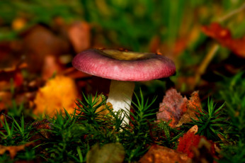 Картинка природа грибы трава листья грибок