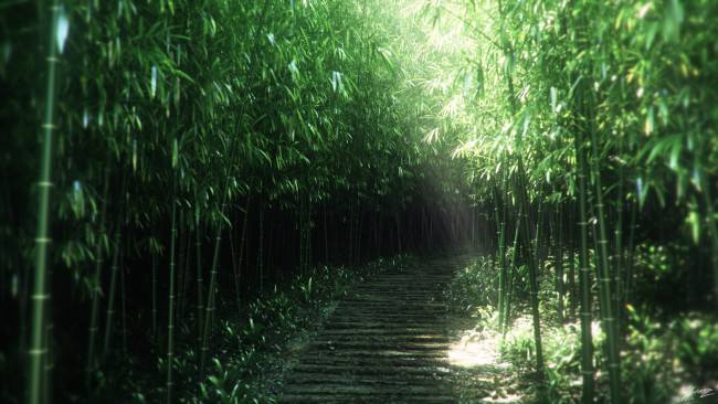 Обои картинки фото природа, лес, тропинка, дорожка, зелень, бамбук
