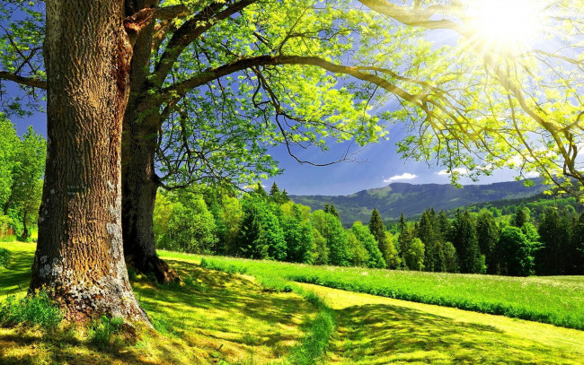 Обои картинки фото природа, деревья, горы, лучи, солнце, дорога, трава, поляна, лес
