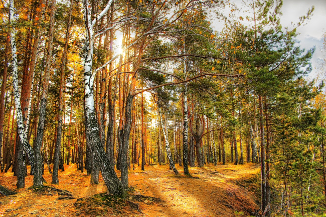Обои картинки фото природа, лес, солнце, деревья