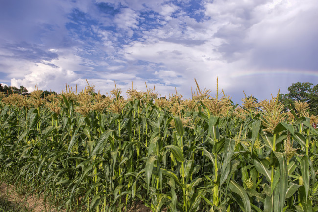 Обои картинки фото природа, поля, кукуруза, облака, поле