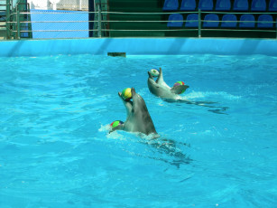 обоя дельфины, животные, мячи