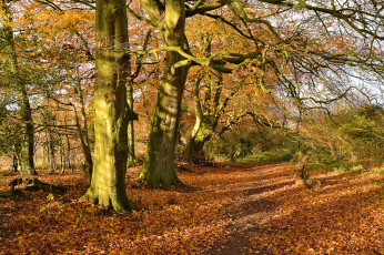 Картинка природа дороги тропинка листва деревья осень