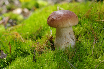 Картинка природа грибы боровик мох гриб