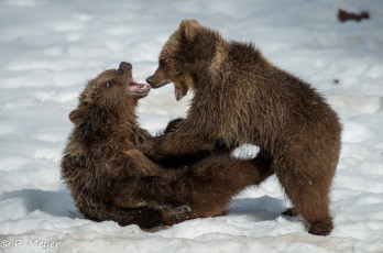 Картинка животные медведи медвежата детёныши малыши парочка драка борьба игра пасть оскал сердитый зима снег