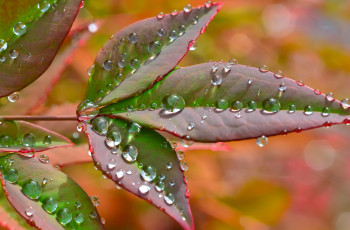 Картинка природа макро роса вода капли листья