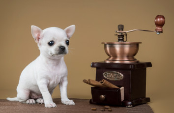 Картинка животные собаки чихуахуа щенок кофемолка корица