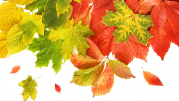 Картинка природа листья макро открытка осень