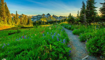 Картинка природа дороги тропа цветы трава лес горы