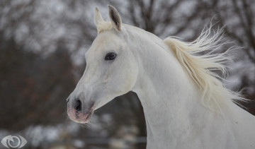 Картинка автор +oliverseitz животные лошади конь морда грива красавец