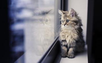 Картинка котейка+у+окна животные коты котейка у окна
