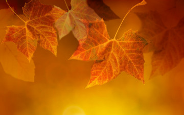 Картинка природа листья осень прожилки