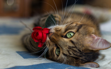 Картинка животные коты крупный план цветок кошка усы красная роза