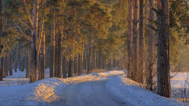 Обои картинки фото природа, дороги, дорога, деревья, лес, снег, зима
