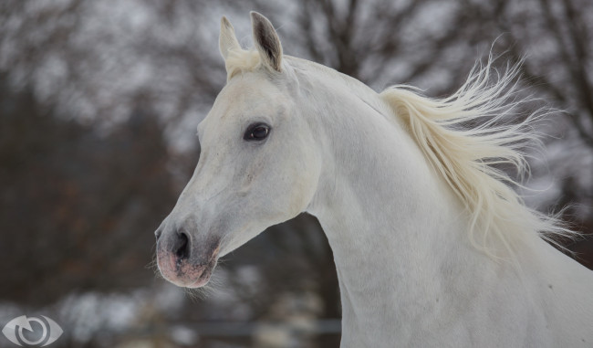 Обои картинки фото автор,  oliverseitz, животные, лошади, конь, морда, грива, красавец