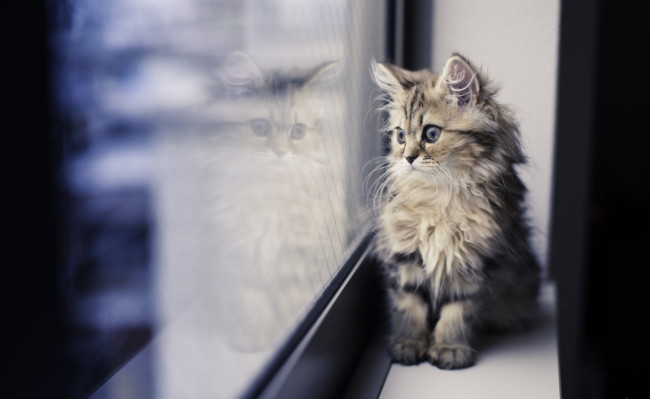 Обои картинки фото котейка у окна, животные, коты, котейка, у, окна