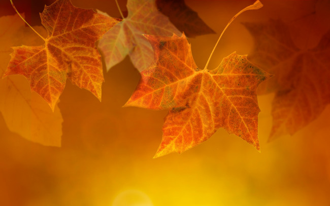 Обои картинки фото природа, листья, осень, прожилки