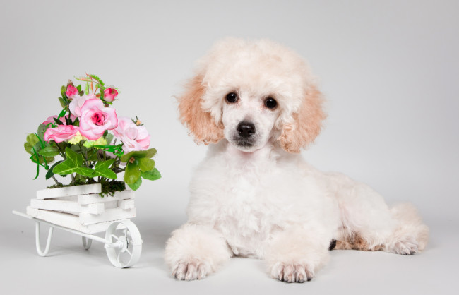 Обои картинки фото животные, собаки, пудель, цветы, щенок