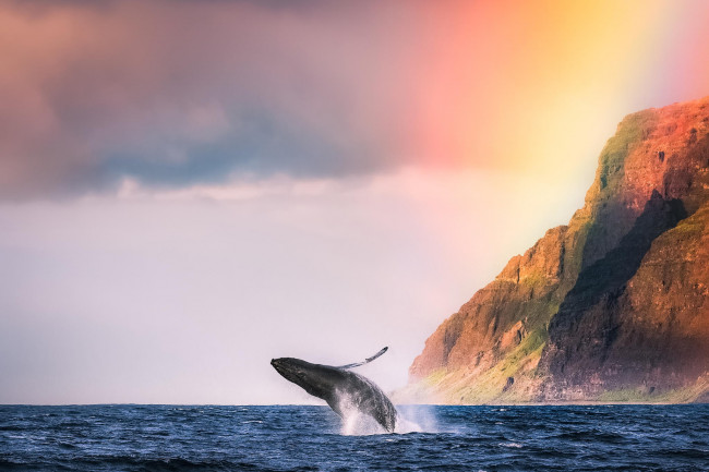 Обои картинки фото животные, киты,  кашалоты, горы, берег, кит, океан