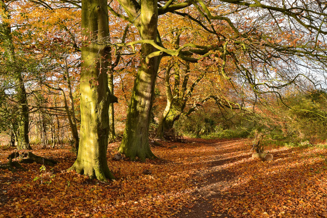 Обои картинки фото природа, дороги, тропинка, листва, деревья, осень
