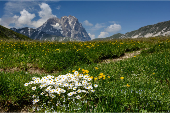 Обои картинки фото природа, луга, цветы, горы, трава