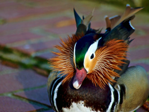 Картинка животные утки утка мандаринка