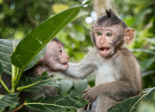 Картинка животные обезьяны семья