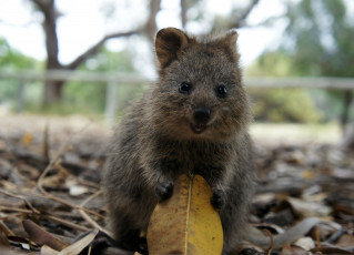 обоя квокка, животные, кенгуру, quokka, млекопитающее