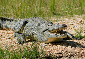 Картинка животные крокодилы крокодил нильский хищник охота