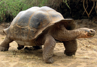 Картинка животные Черепахи Черепаха галапагосские острова рептилия пресмыкающиеся гигант панцирь