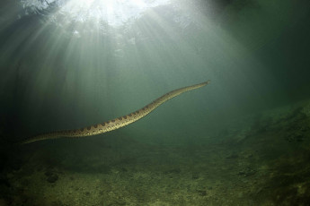 Картинка анаконда животные змеи +питоны +кобры змея убийца подводный мир охота