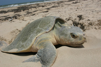 обоя животные, Черепахи, морская, черепаха, песок, рептилия, берег, море, океан