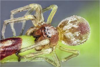 Картинка животные пауки паук