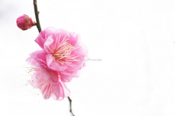 Картинка цветы сакура +вишня макро