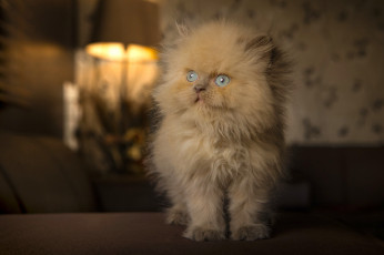 Картинка животные коты котёнок рыжий пушистый голубые глаза