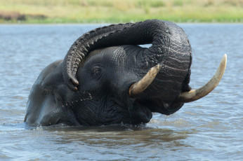 Картинка животные слоны слон моется купается хобот вода река озеро