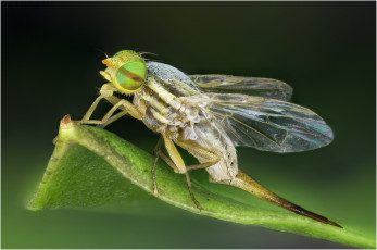 Картинка животные насекомые жало насекомое