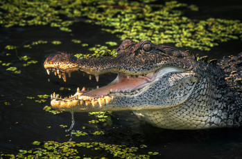 Картинка животные крокодилы пасть