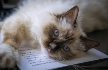 Картинка животные коты бирманская кошка священная бирма мордочка голубые глаза взгляд