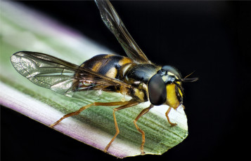 Картинка животные пчелы +осы +шмели муха