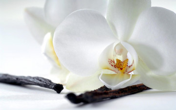 Картинка цветы орхидеи орхидея белая палки