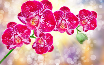 Картинка цветы орхидеи орхидея orchid flowers