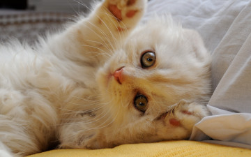 Картинка животные коты скоттиш-фолд кошка лапки мордочка взгляд