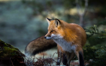 Картинка животные лисы лиса рыжая