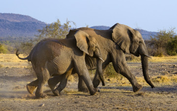 Картинка животные слоны саваанна